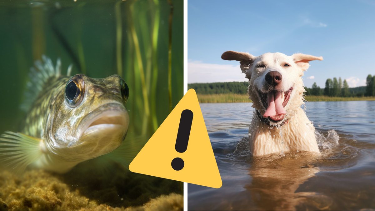 Det finns en del faror i det svenska vattnet för din hund.
